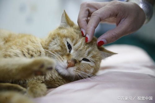 深度解析猫德天赋:猫咪行为背后的神秘力量与你的生活之谜!