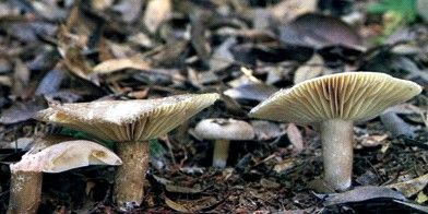 暗黑3黑蘑菇:一个隐藏的宝藏,让你成为暗黑世界的大赢家!