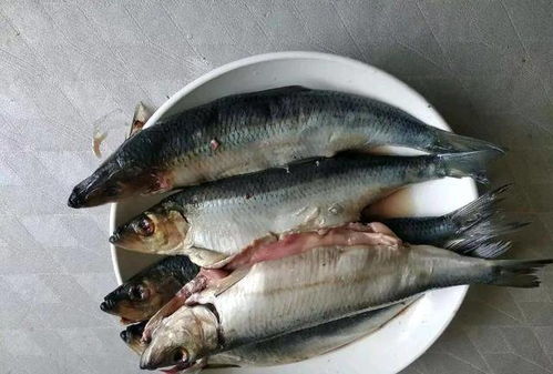 滑皮鲭鱼:美味背后的故事与烹饪秘诀
