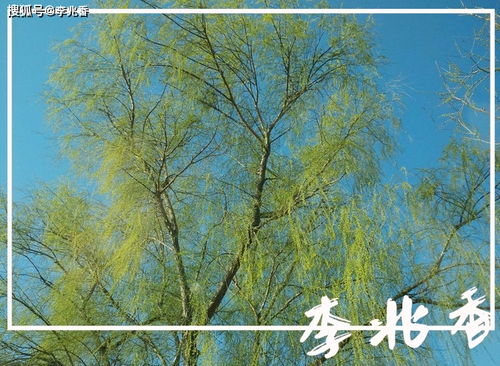 春季收集者:寻找大自然的美好瞬间