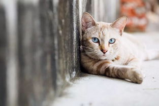 深度解析猫德天赋:猫咪行为背后的神秘力量与你的生活之谜!