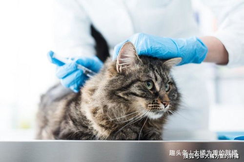 动物套:保卫你的宠物,保护它的健康