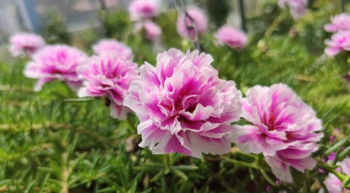 原神怎么种花,原神种花宝典:让你轻松成为花园达人!