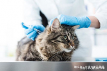 动物套：保卫你的宠物，保护它的健康