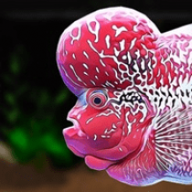 花角鱼水族馆 1.0 安卓版游戏简单介绍[无下载]受欢迎的模拟经营单机游戏推荐